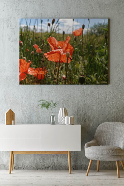 Akustikbild Mohnblüte