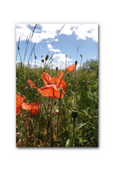 Akustikbild Mohnblüte